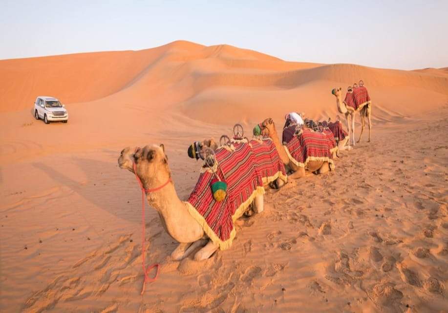 Camel Riding Experience in the Desert experience in Dubai - Image 2