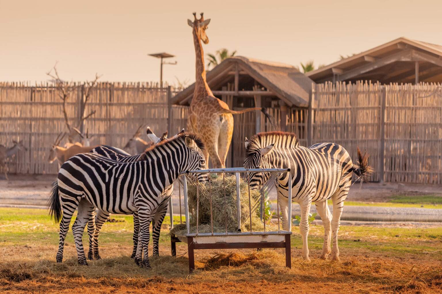 COMBO | Dubai Safari Park (Zoo) & Dubai Desert Safari experience in Dubai - Image 6