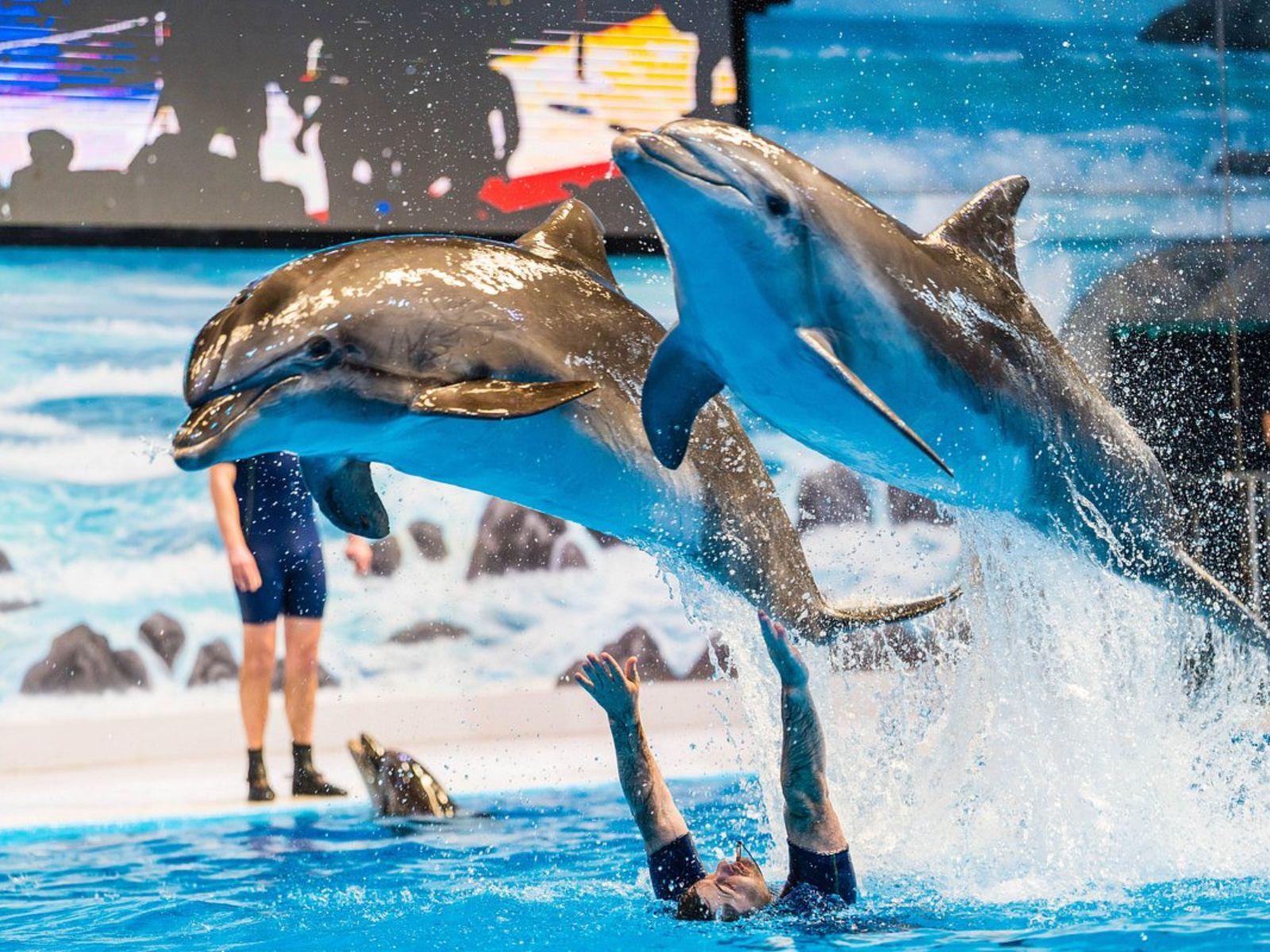 Dolphin Show Tickets at Dubai Dolphinarium