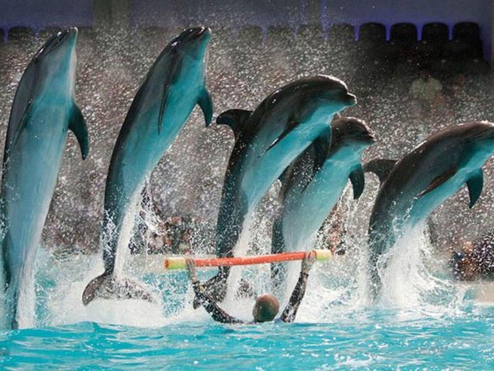 Dolphin Show Tickets at Dubai Dolphinarium