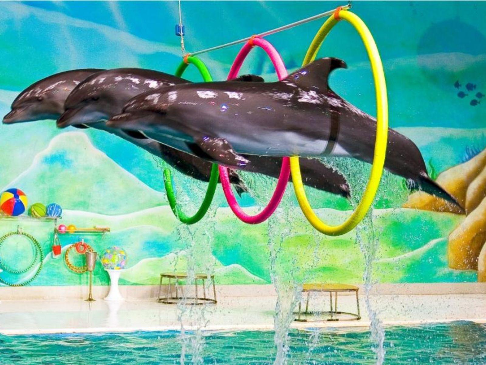 Dolphin Show Tickets at Dubai Dolphinarium