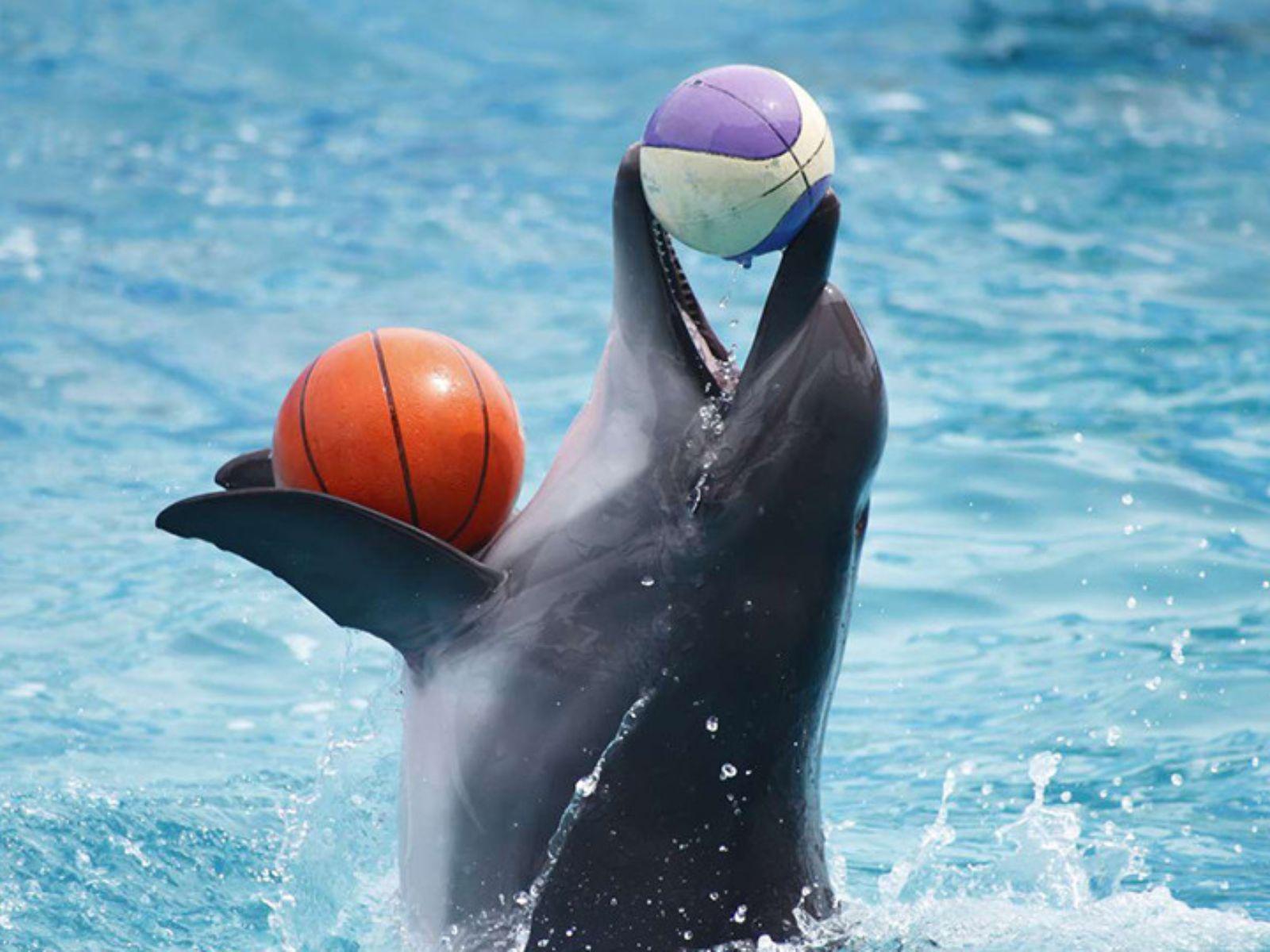Dolphin Show Tickets at Dubai Dolphinarium