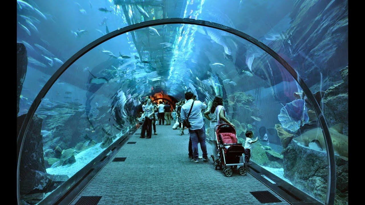 Dubai Aquarium & Underwater Zoo + Penguin Cove