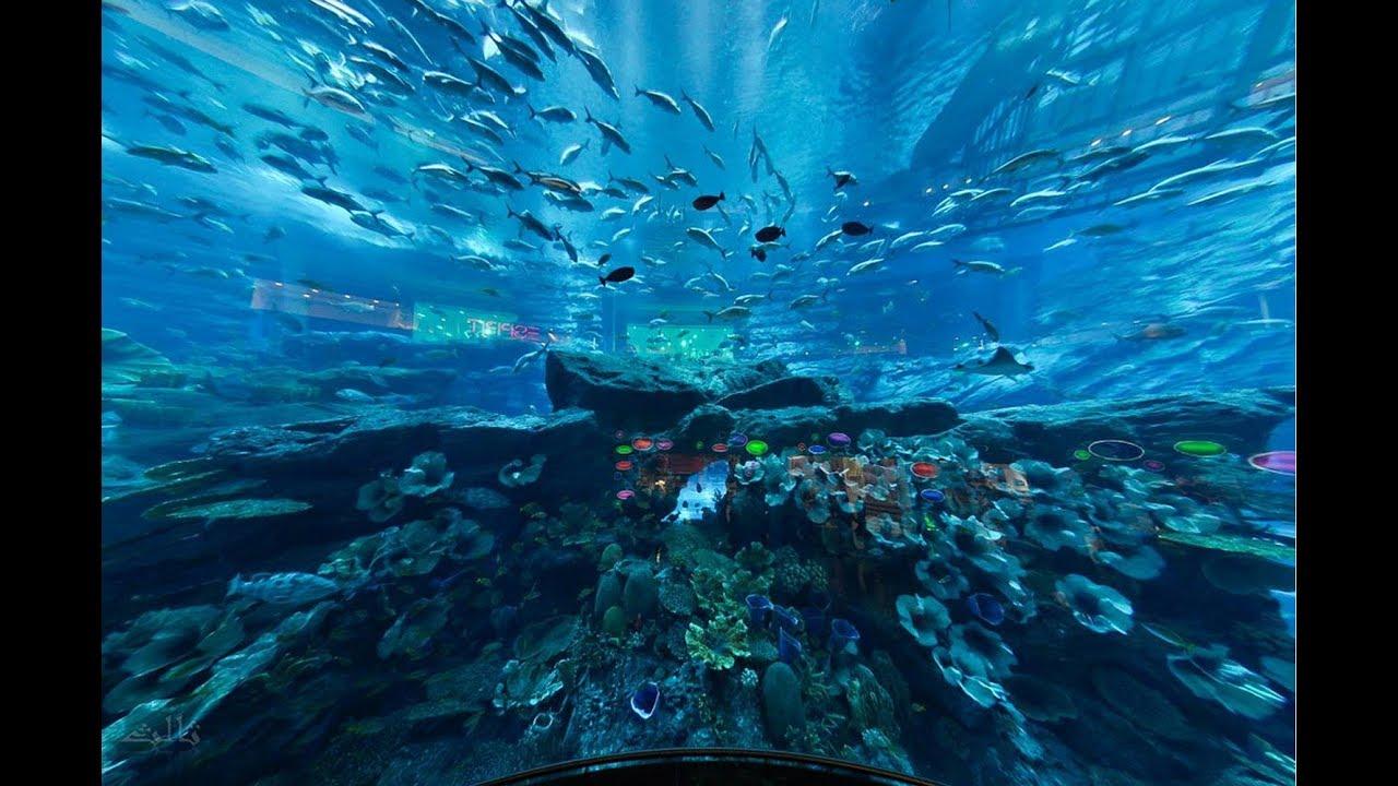 Dubai Aquarium & Underwater Zoo + Penguin Cove