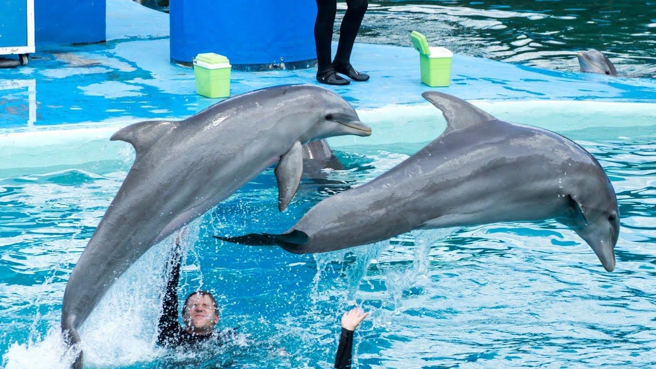 Dolphin Show Tickets at Dubai Dolphinarium