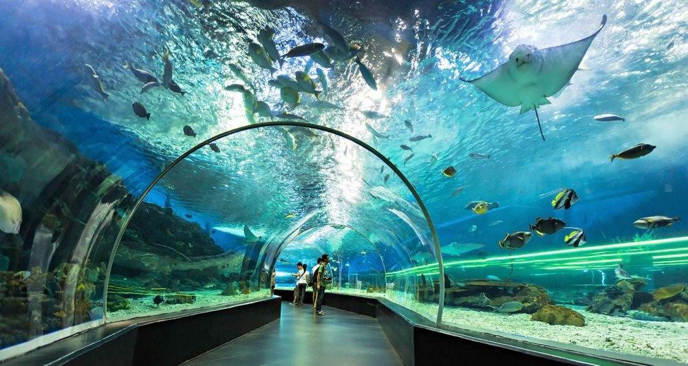 Dubai Aquarium & Underwater Zoo + Penguin Cove