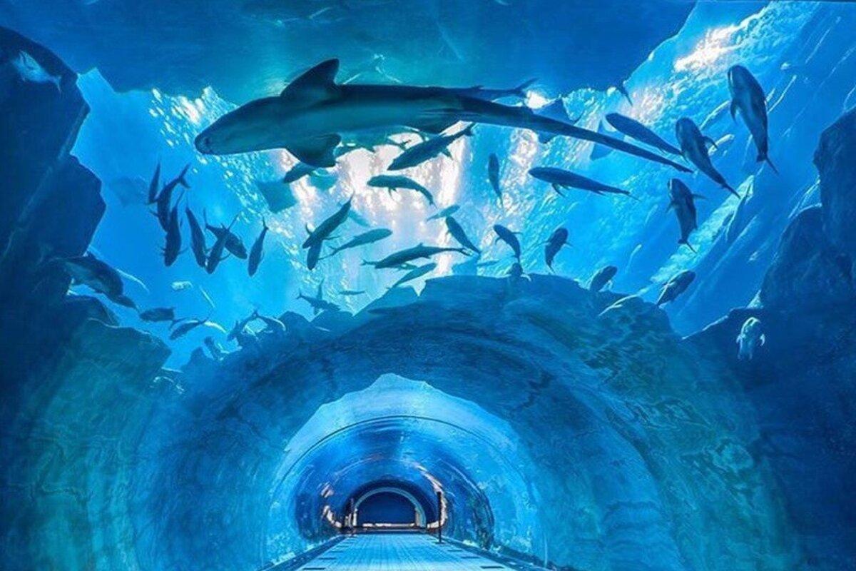 Dubai Aquarium & Underwater Zoo + Penguin Cove