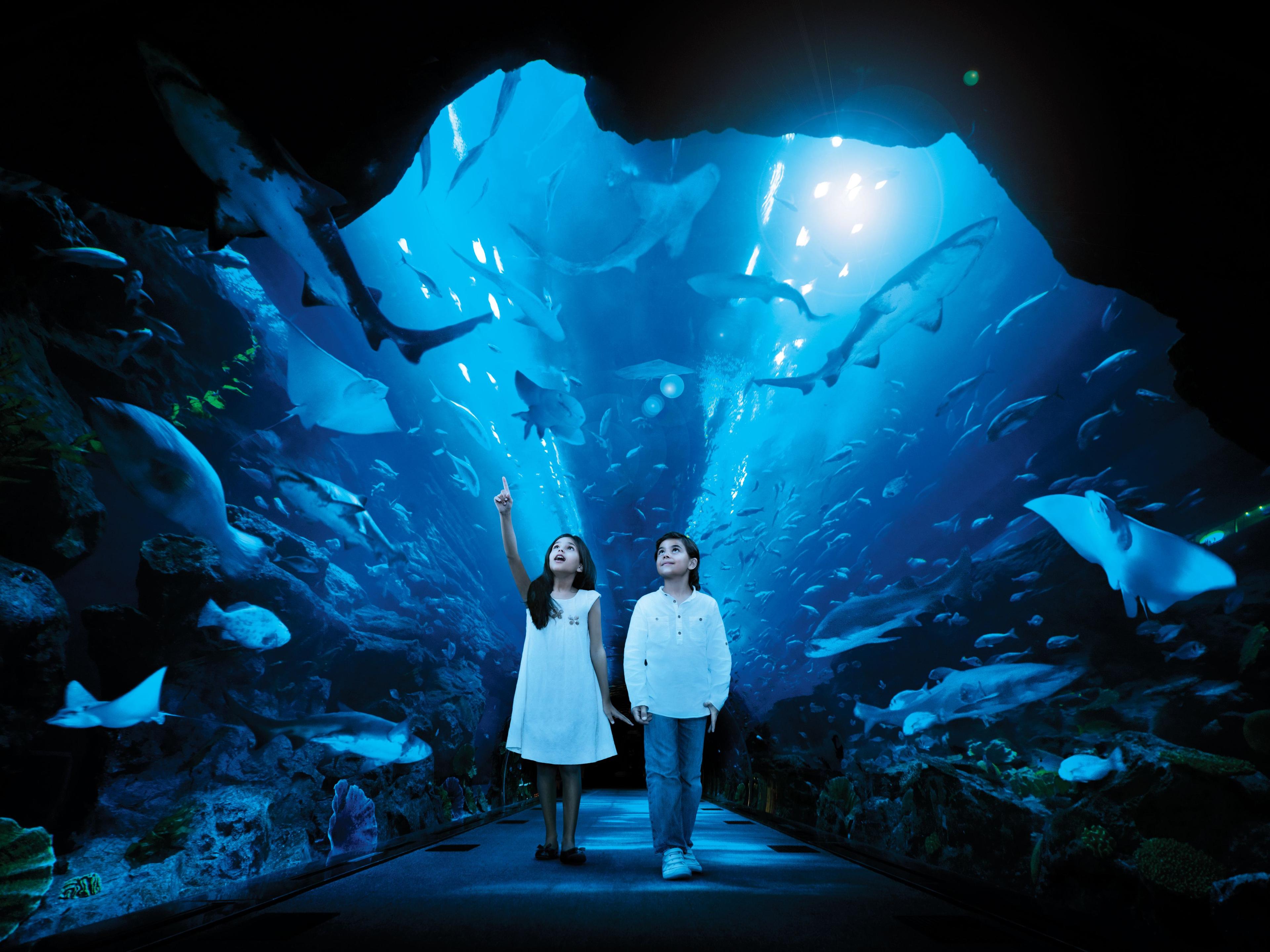 Dubai Aquarium & Underwater Zoo + Penguin Cove