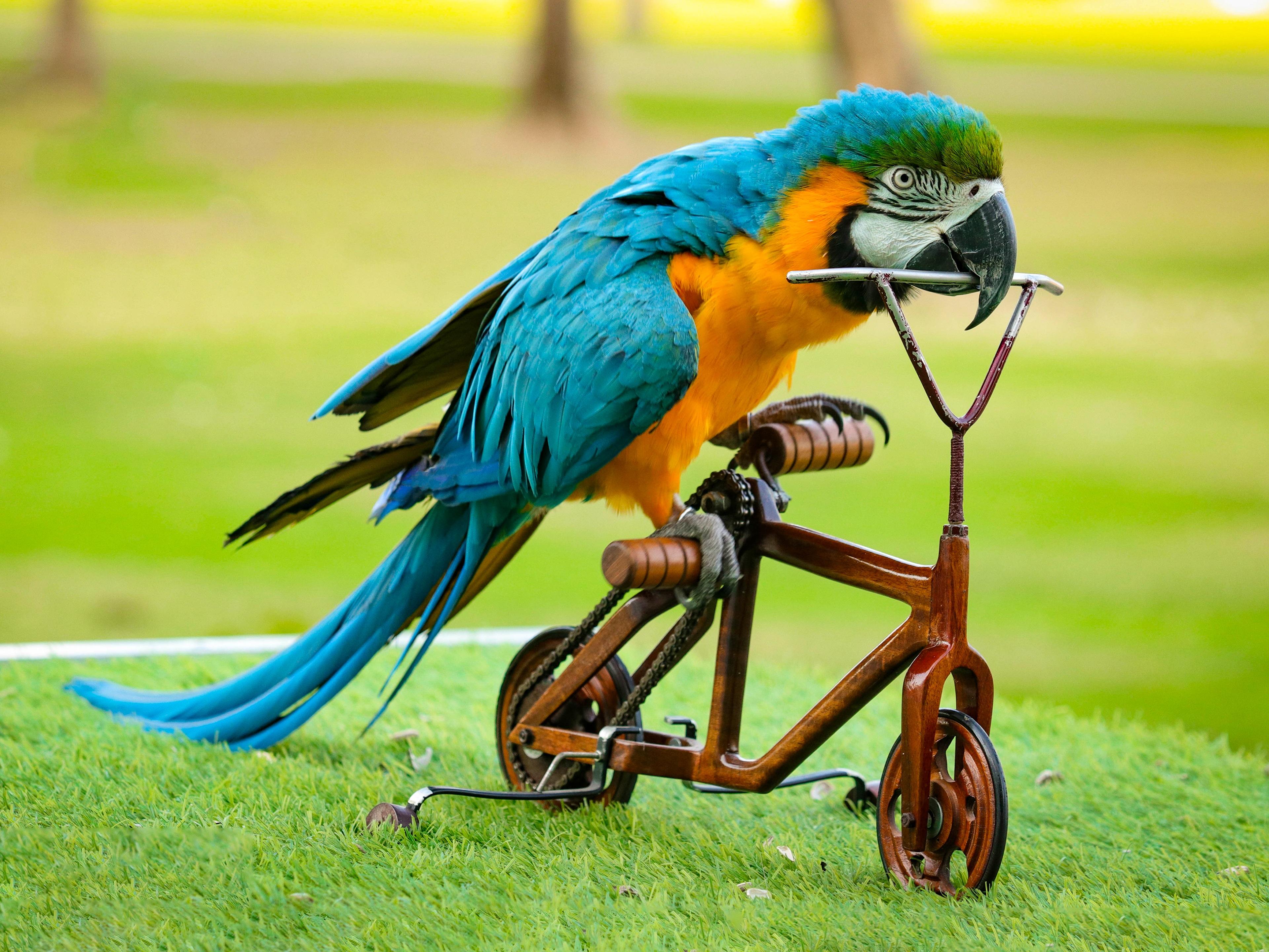 Bird Show at Creek Park Dubai experience in Dubai - Image 2