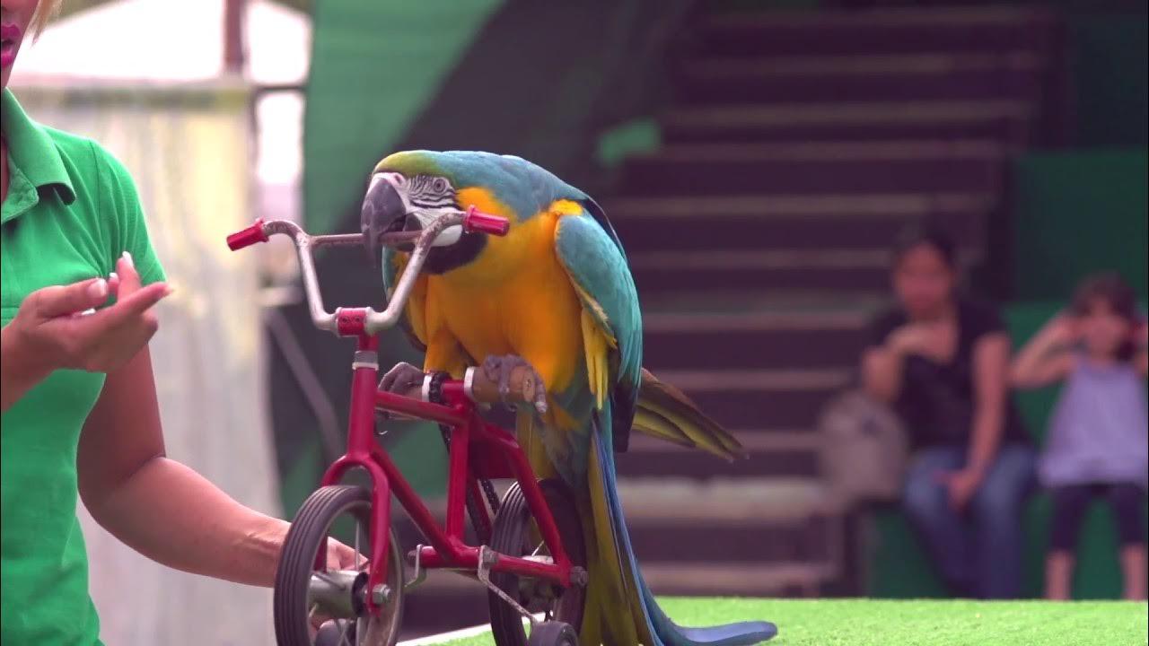 Bird Show at Creek Park Dubai experience in Dubai - Image 5