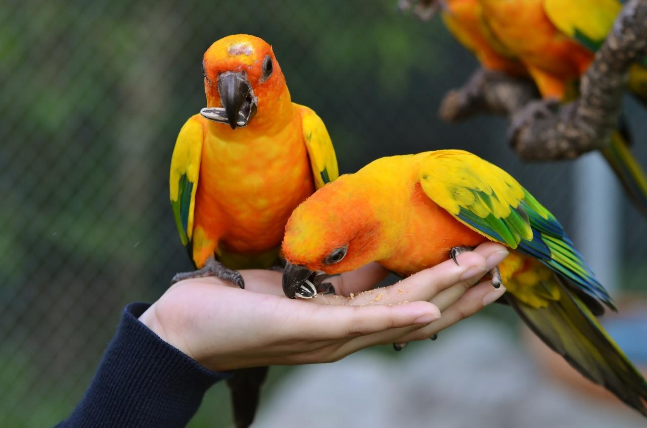 Bird Show at Creek Park Dubai experience in Dubai - Image 6