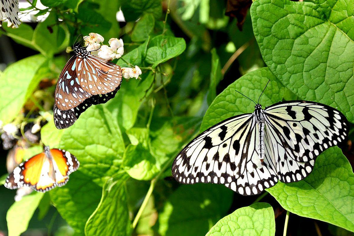 Dubai Butterfly Garden experience in Dubai - Image 3