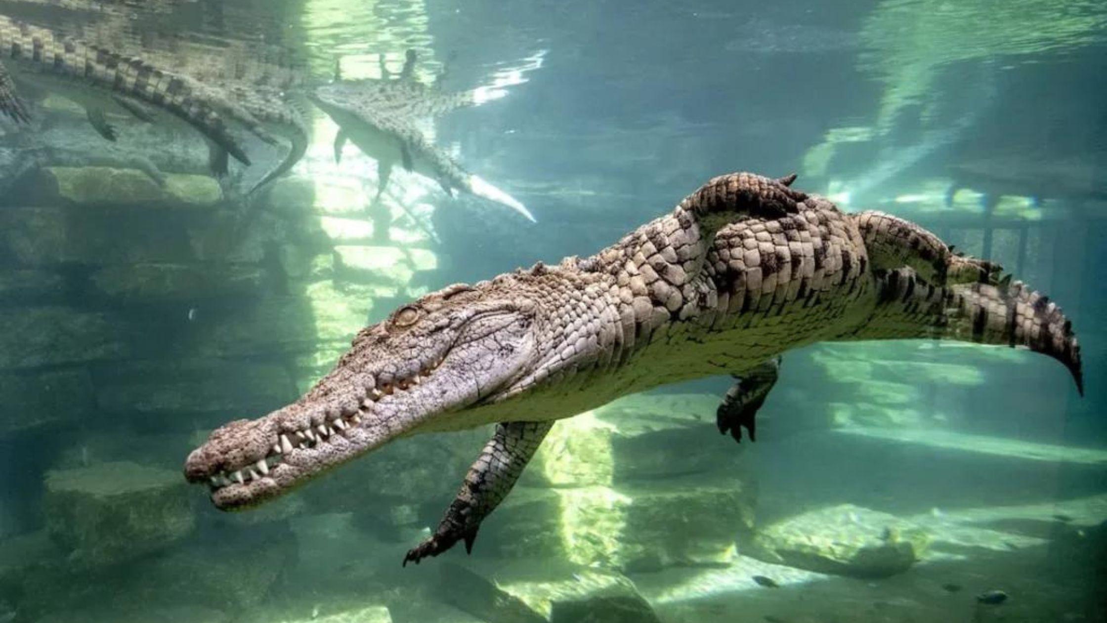 Dubai Crocodile Park experience in Dubai - Image 2