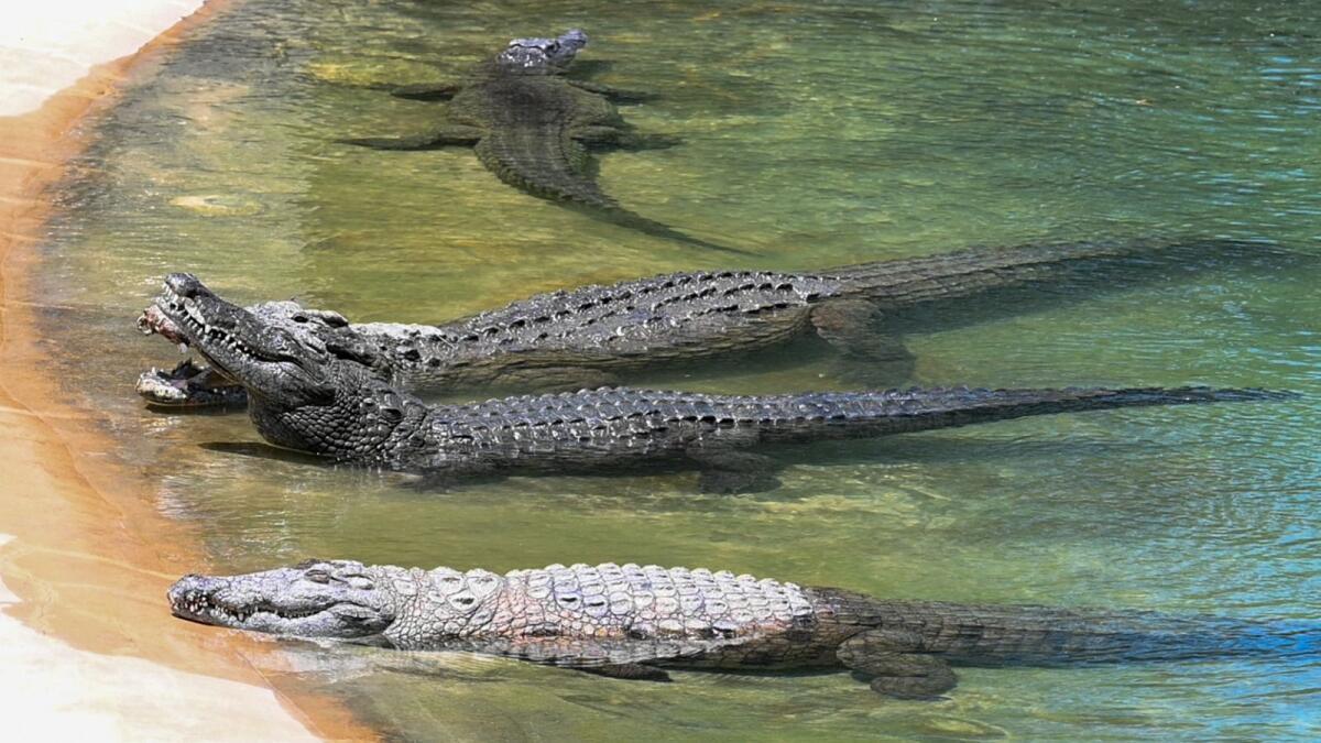 Dubai Crocodile Park experience in Dubai - Image 4