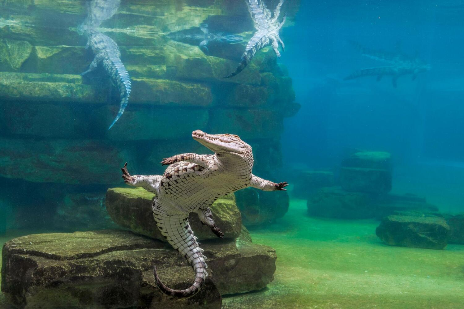 Dubai Crocodile Park experience in Dubai - Image 6