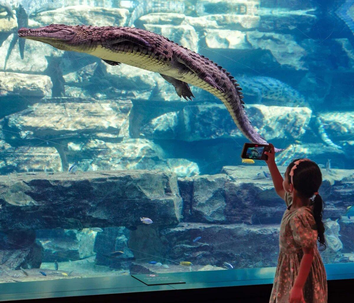 Dubai Crocodile Park experience in Dubai - Image 7