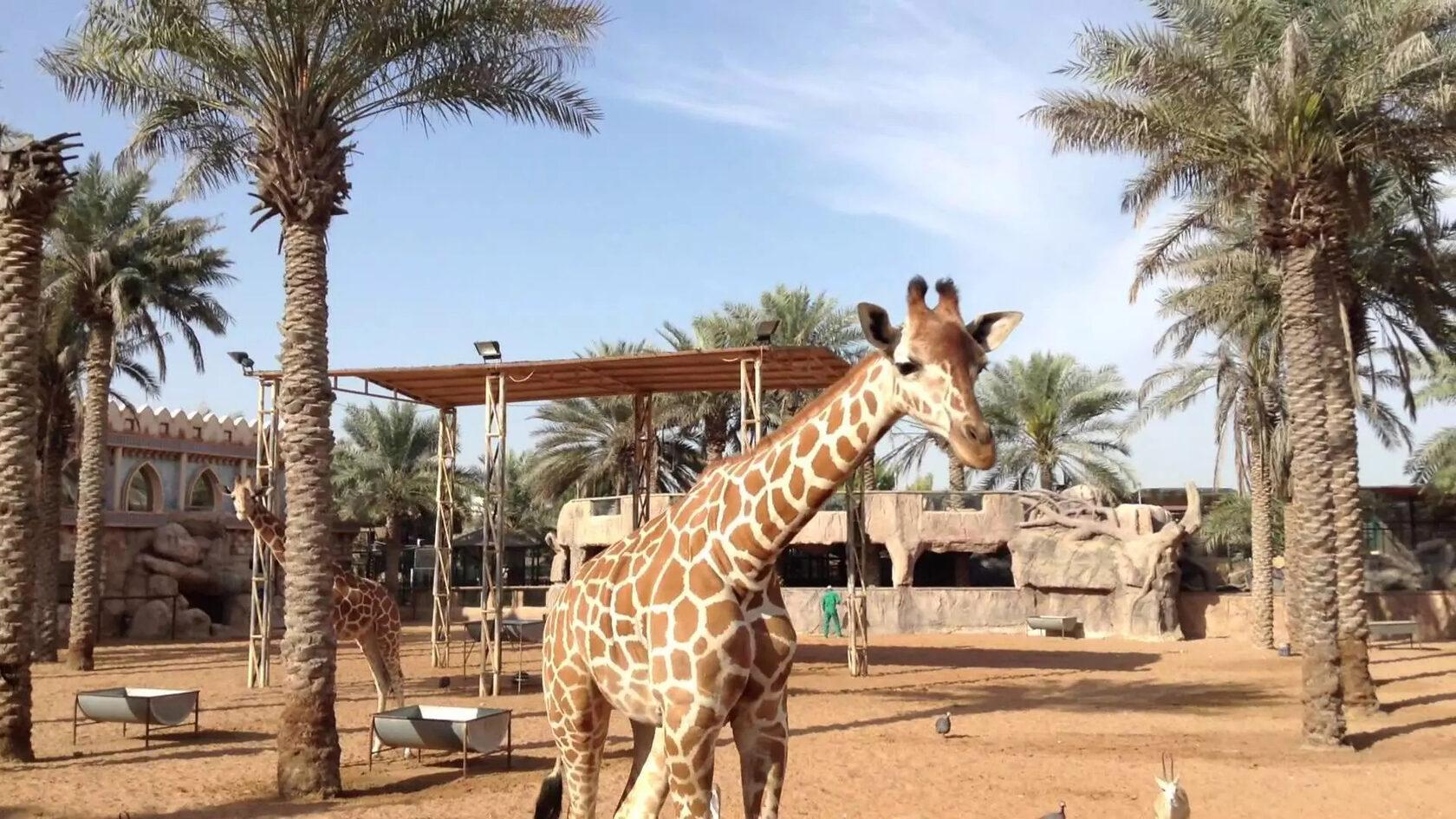 Emirates Park Zoo – A Wild Adventure in Abu Dhabi experience in Dubai - Image 2