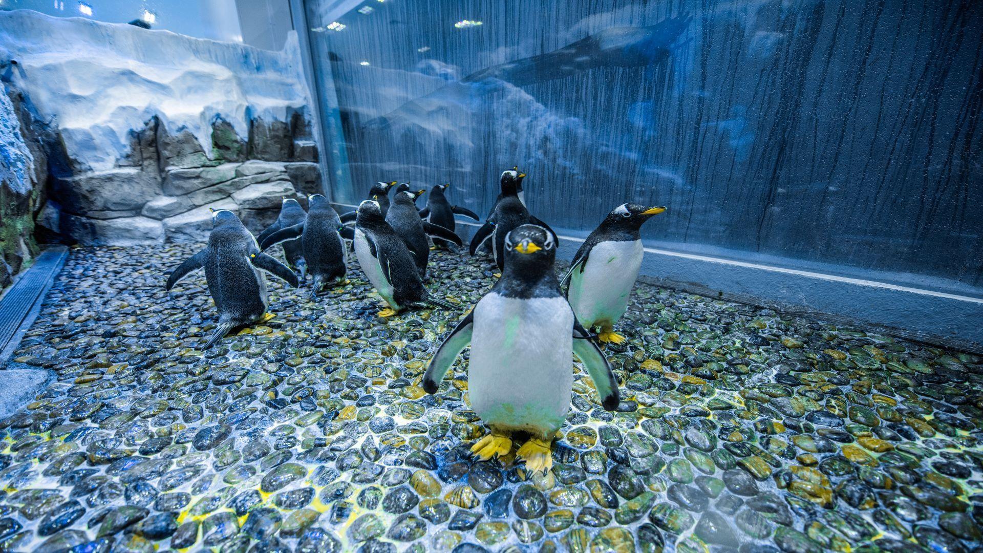 Dubai Aquarium & Underwater Zoo + Penguin Cove experience in Dubai - Image 5
