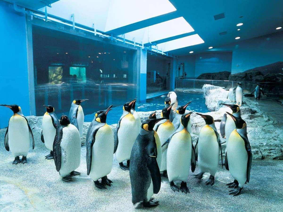 Dubai Aquarium & Underwater Zoo + Penguin Cove experience in Dubai - Image 9