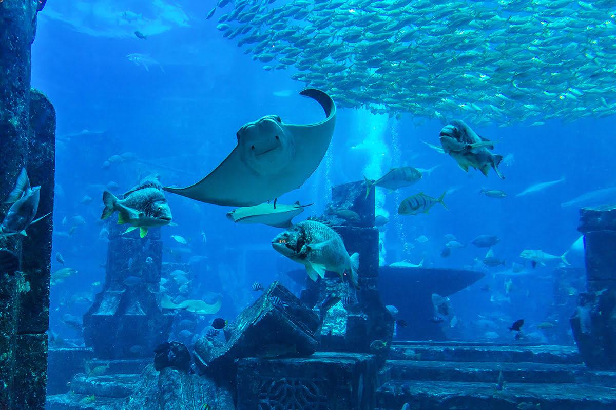 Dubai Aquarium & Underwater Zoo + Penguin Cove experience in Dubai - Image 13