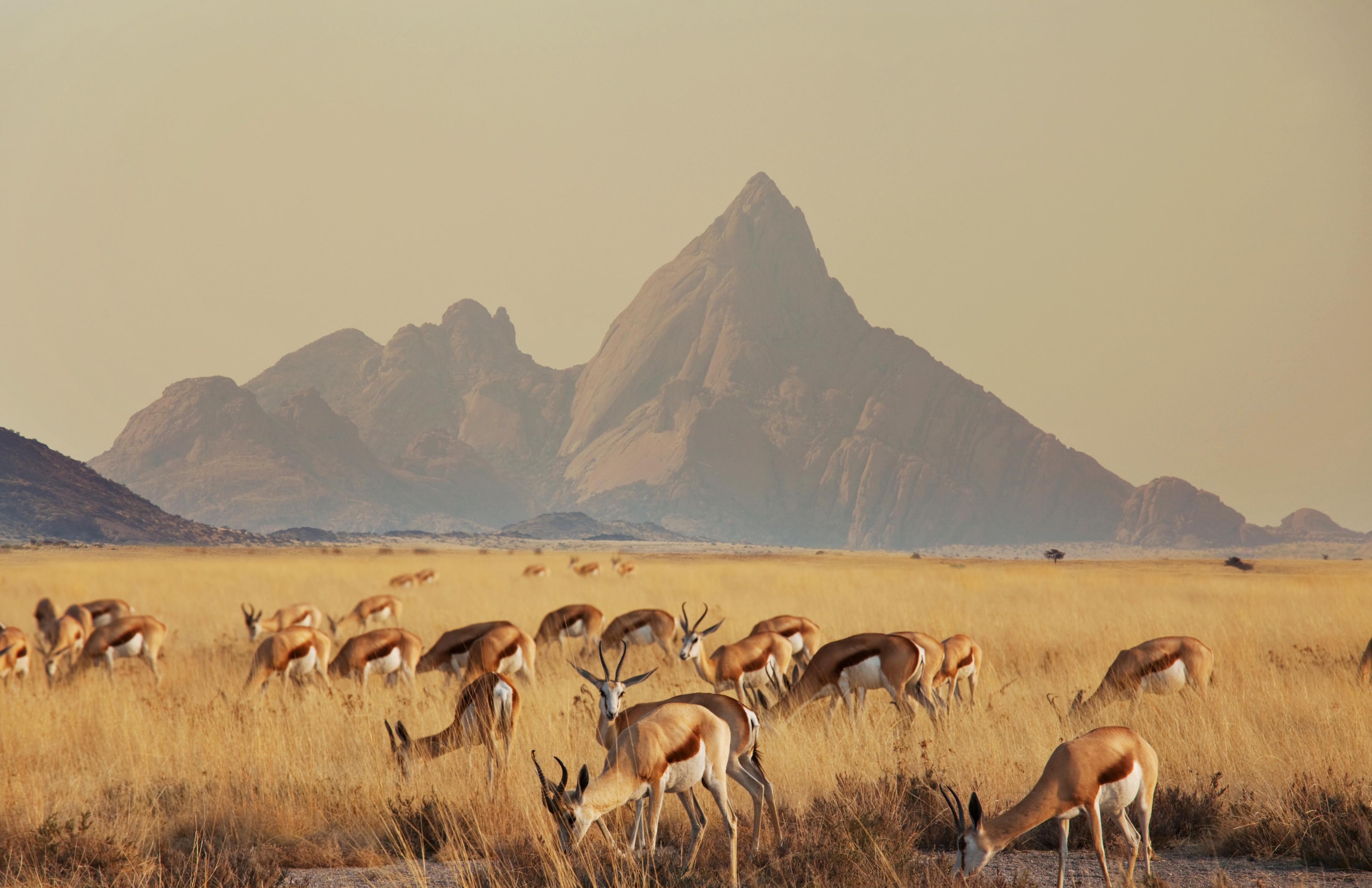 Wildlife Encounters: The Surprising Biodiversity of Desert Safaris