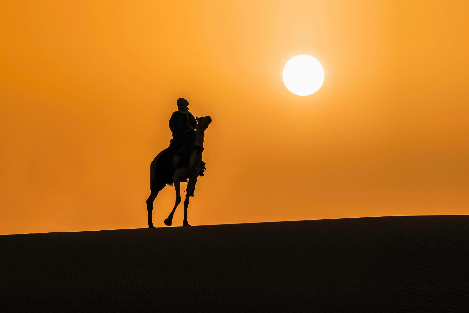 Camel Silhouette at Sunrise