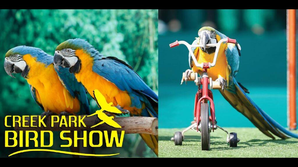 Bird Show at Creek Park Dubai experience in Dubai - Image 1