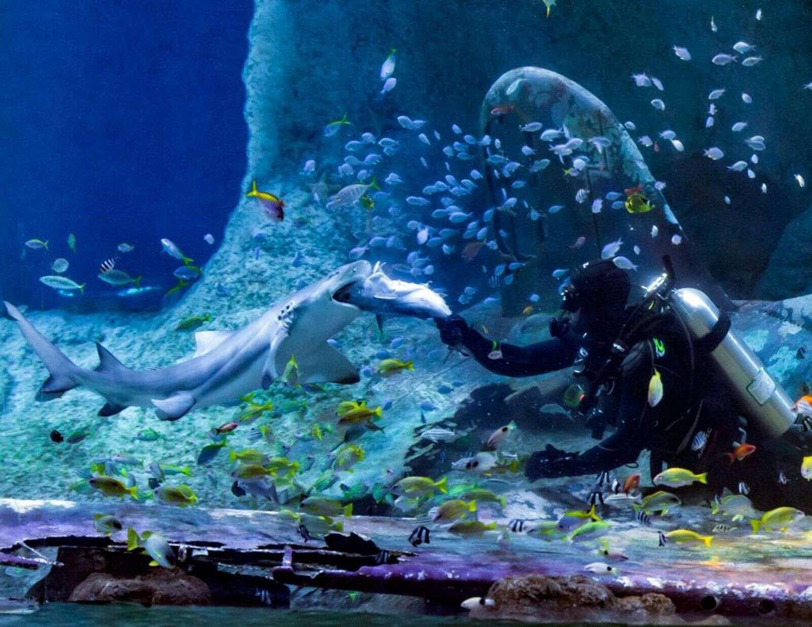 The National Aquarium Abu Dhabi experience in Dubai - Image 6