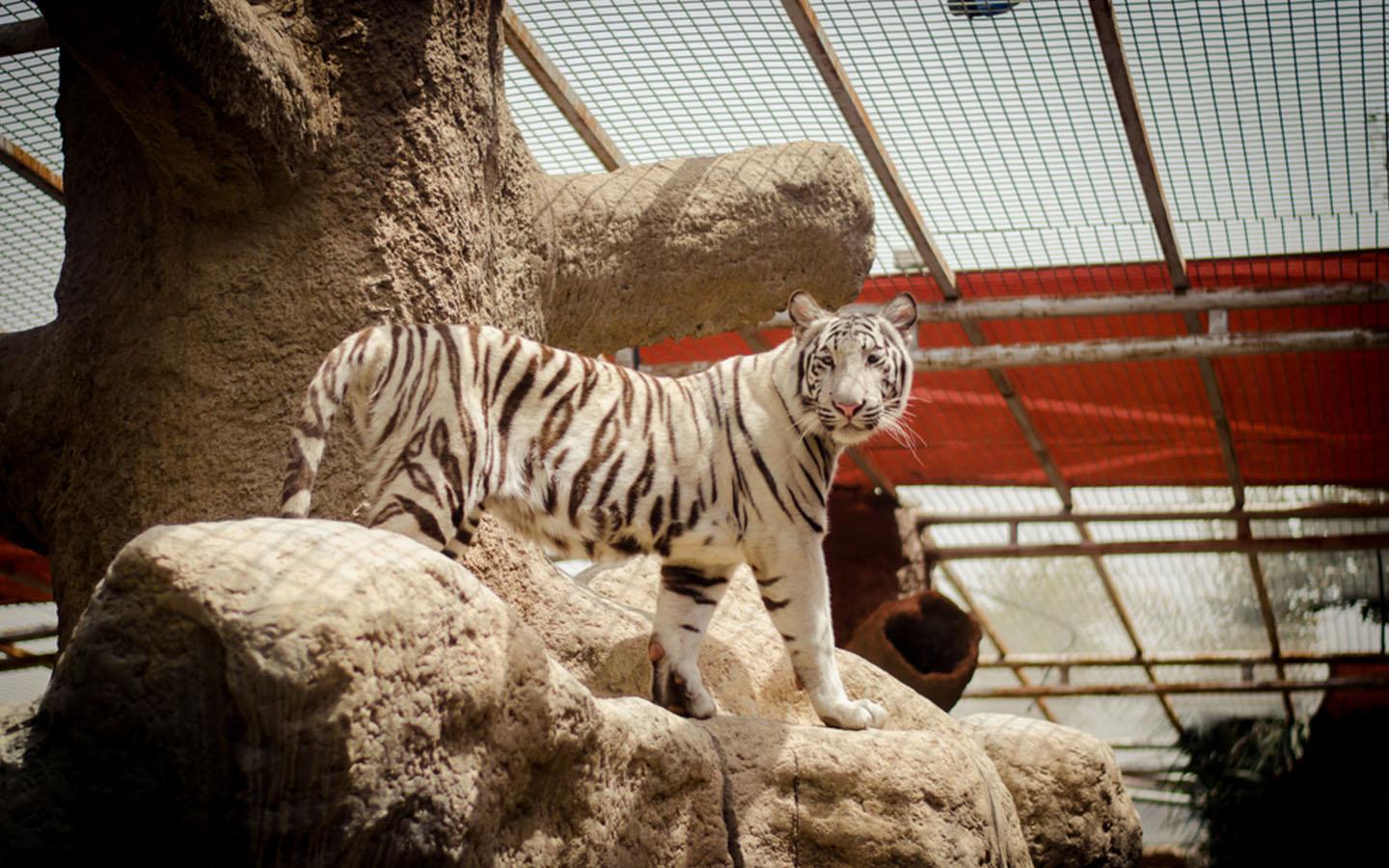 Emirates Park Zoo – A Wild Adventure in Abu Dhabi experience in Dubai - Image 10