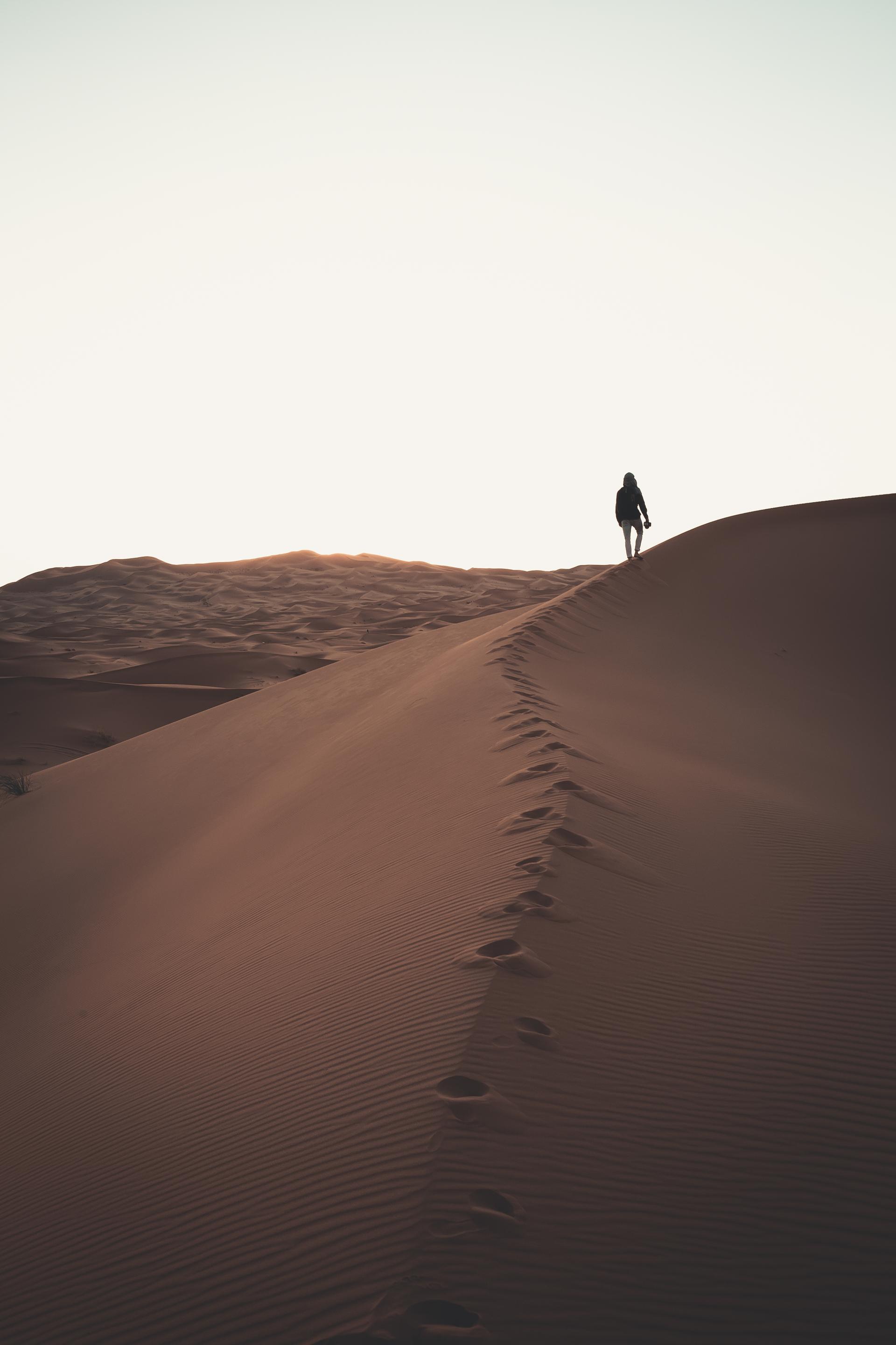 Camel resting on desert sand during Dubai morning safari experience