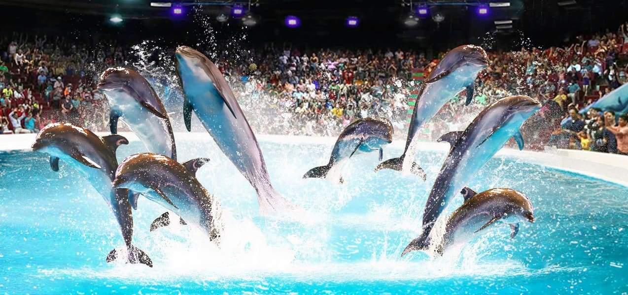 Dubai Dolphinarium dolphin show tickets - dolphins jumping in pool