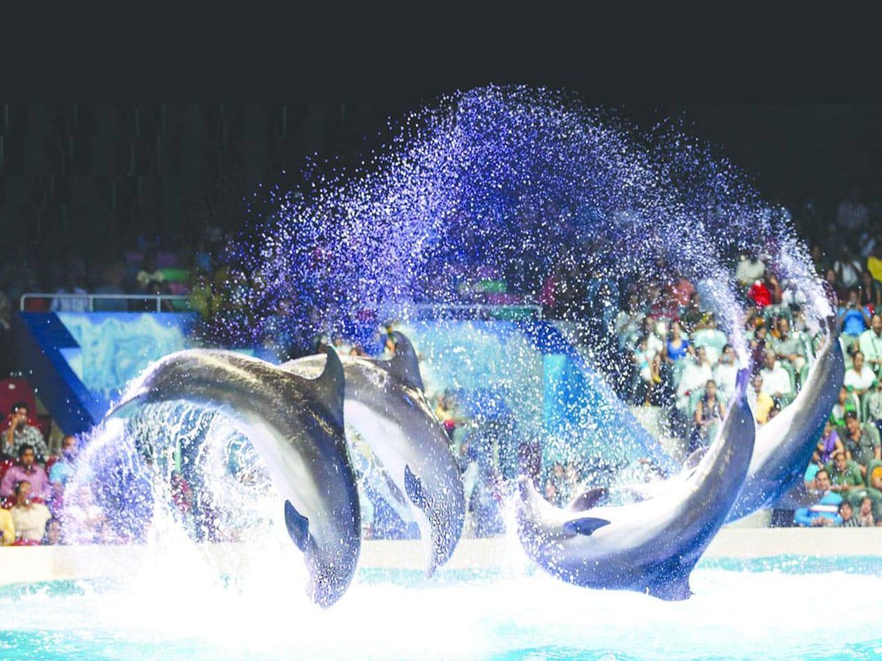 Dolphin interacting with trainer during live show at Dubai Dolphinarium