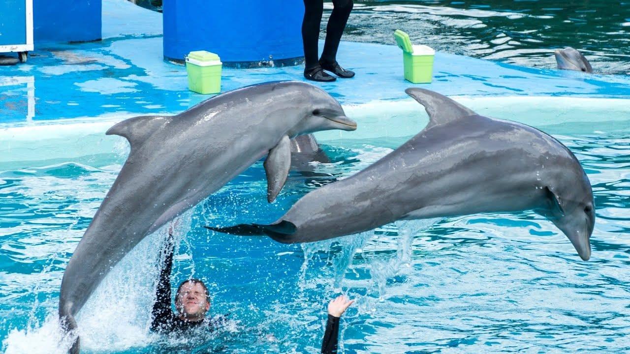 Dolphins swimming in pool at Dubai Dolphinarium attraction