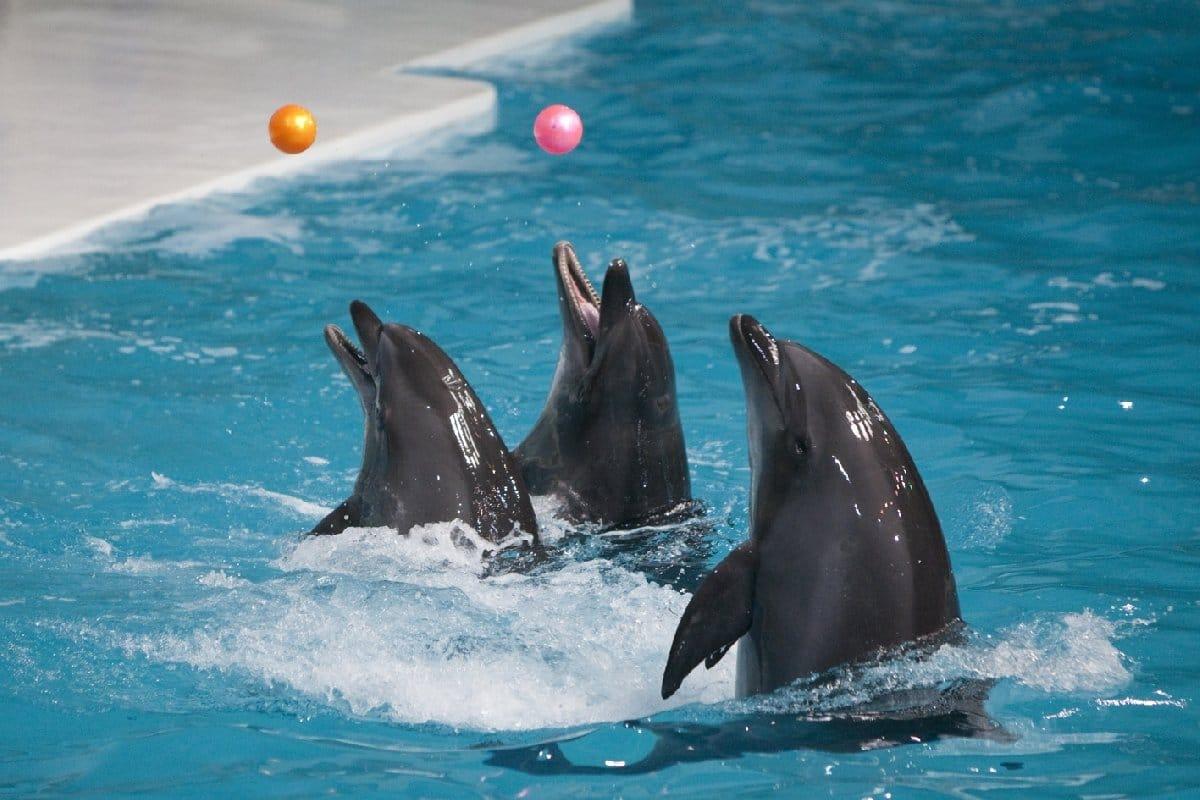 Dolphin leaping out of water during performance at Dubai Dolphinarium