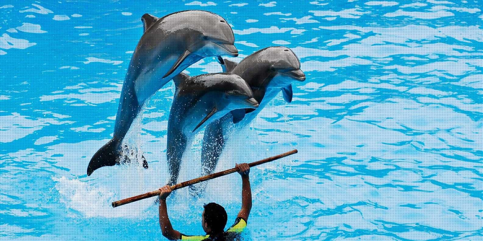 Dolphins performing jumping tricks at Dubai Dolphinarium show