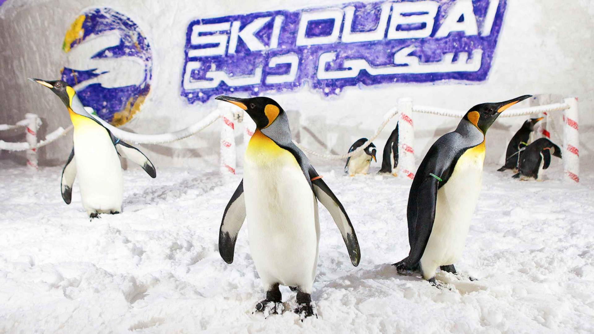 Snow Classic indoor snow park adventure at Ski Dubai with penguins