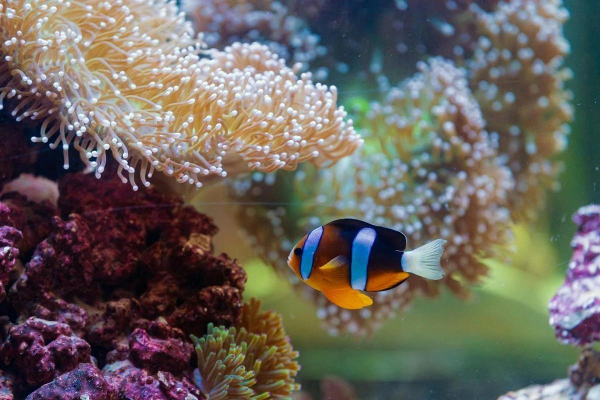 The National Aquarium Abu Dhabi